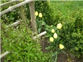 tulipan